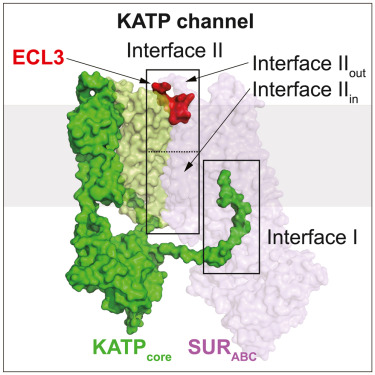KATP structure.jpg KATP structure.jpg